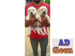 used Ultimate quality of Labrador puppies are available in best price. Call or whats app on 7053692925. for sale 
